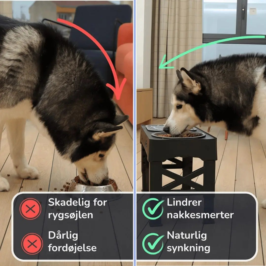 Roligmåltid Hundestation